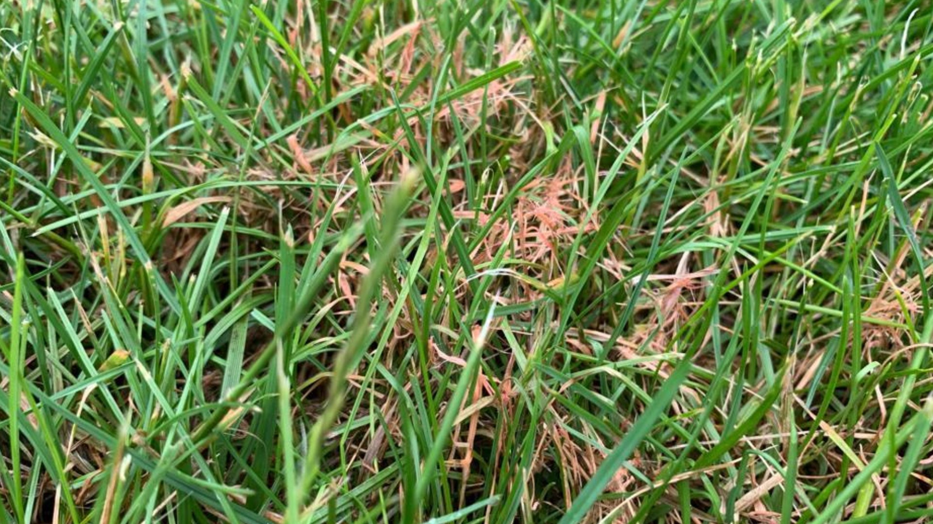 Red Thread Control in Columbus, Cleveland & Westerville, OH | Lawn ...