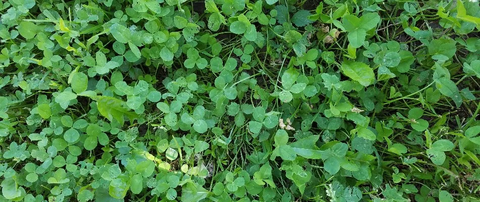 Clover is a perennial weed commonly found in Columbus, OH.