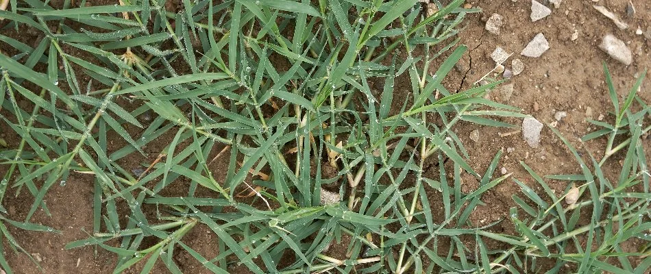 Crabgrass on a poor lawn in Columbus, OH. 