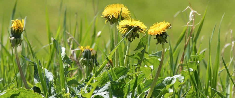 Dandelion weeds on a lawn in Columbus, OH, with yellow flowers.