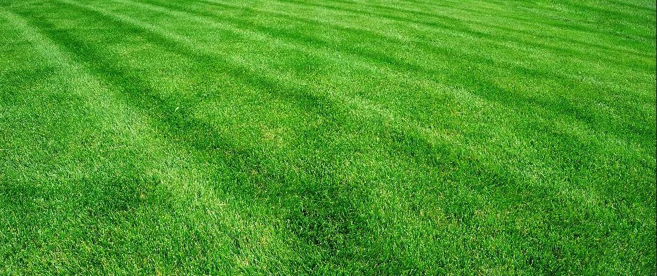 Healthy green lawn in Columbus, OH.