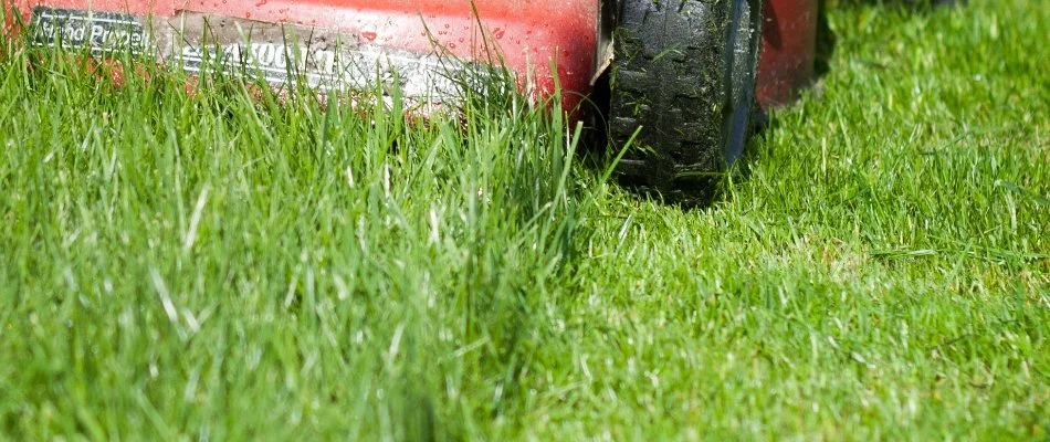 Overgrown grass blades in Columbus, OH, beside freshly mowed lawn.