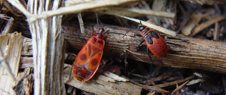 Young red chinch bugs on twigs in Columbus, OH.