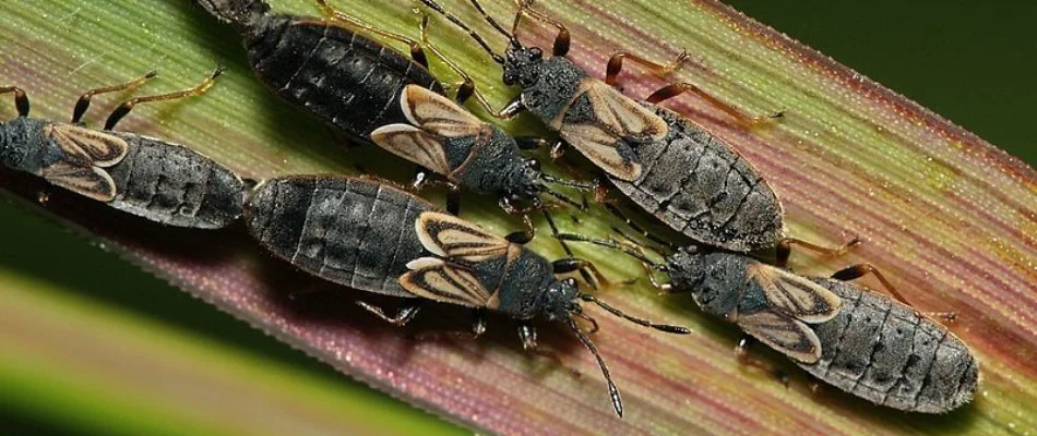 Chinch bugs gathered on grass blade in Columbus, OH.