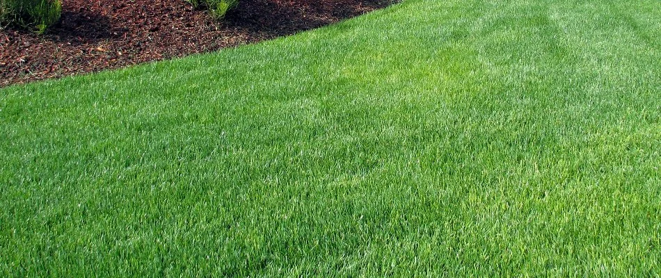 Lush, green grass near a mulch bed in Dayton, OH.