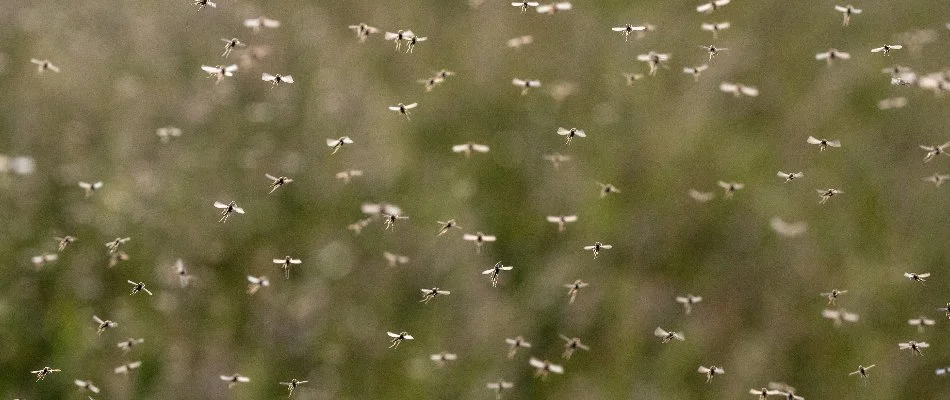 Swarm of mosquitoes in Dayton, OH.